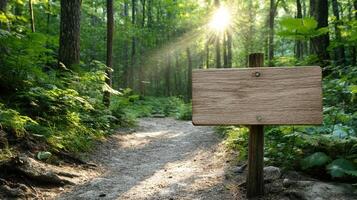 serene forest path with sunlight filtering through trees and blank sign photo