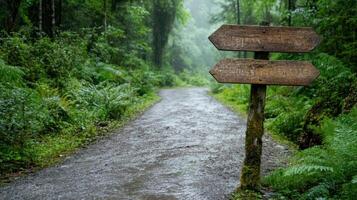 foggy forest road with old wooden signpost guiding way photo