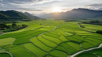 high angle view of vast rice growing region with lush green fields and mountains photo