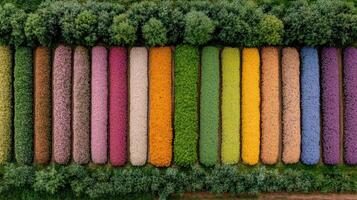 Aerial view of vibrant flower field showcasing colorful blooms neat rows, creating stunning photo