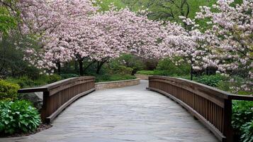 serene path winds through beautiful cherry blossom trees, creating peaceful atmosphere photo