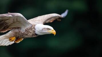 Majestic bald eagle soaring gracefully through sky, showcasing its powerful wings and keen gaze photo