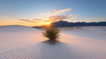 stunning desert landscape at sunset, featuring soft sand dunes and solitary plant photo