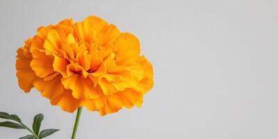 Vibrant orange marigold in full bloom with green leaves against a clean gray background photo