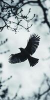 Silhouetted Bird in Flight Against Cloudy Sky and Branches photo
