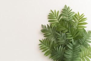 Green tropical leaves arranged on a minimalistic plain background displaying natural patterns photo
