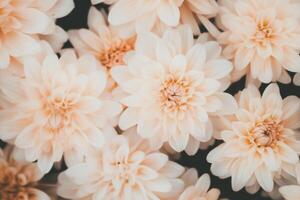 Close up of cream colored chrysanthemums in bloom with delicate petals and soft natural light photo