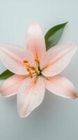 Elegant pink lily blossom detailed close up on pastel background with vibrant green leaf photo