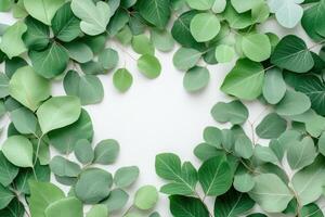 Green eucalyptus leaves arranged in a border pattern against a light background for a fresh botanical display photo