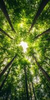 Tall trees forming a canopy with sunlight filtering through leaves in a lush forest photo