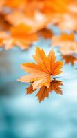 Vibrant autumn maple leaf floats calmly on reflective water surface with soft focus background photo