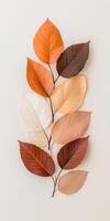 Autumn leaves in gradient arrangement displaying warm tones of brown, orange, and cream on neutral background photo