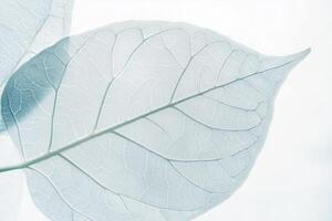Delicate translucent leaf close up showcasing intricate veins on a soft white background photo
