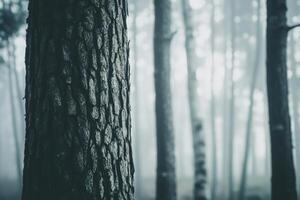 Misty forest morning with soft light filtering through tall trees and textured tree bark in focus photo