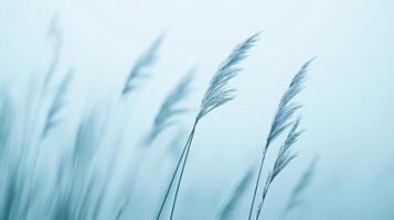 Delicate wispy grass blowing in gentle breeze against a soft blue sky background, photo