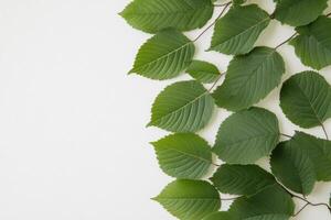 Fresh green leaves arranged in a pattern against a minimalist background, highlighting natural symmetry and elegance photo
