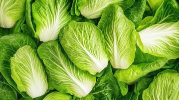 Fresh napa cabbage leaves arranged in a vibrant green pattern displaying crisp texture photo