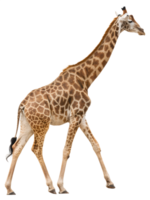 un' giraffa a piedi su un' solido bianca vuoto spazio, in direzione il telecamera, isolato su un' trasparente sfondo png