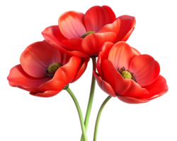 Colorful Red Poppies Flowers in Transparent Background png