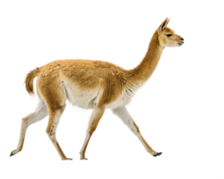 A Vicuna Walking on a solid white empty space, towards the camera, isolated on a transparent background png