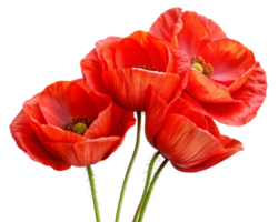 Red Poppies Flowers with Lush Petals in Transparent Background png