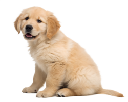 A golden retriever puppy sitting, isolated on a transparent background png