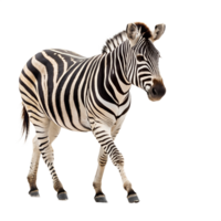A Zebra Walking on a solid white empty space, towards the camera, isolated on a transparent background png