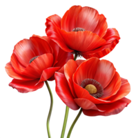 Artistic Watercolor Style Red Poppies Flowers in Transparent Background png