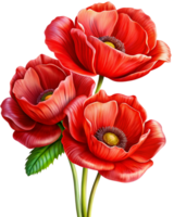 High Quality Red Poppies Flowers in Transparent Background png