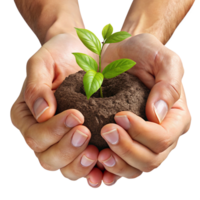 Hands Providing Support to a Young Plant Sprout in Transparent Background png
