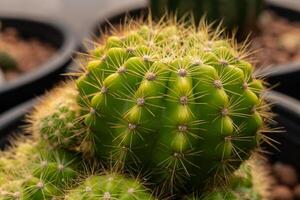 Close up of Echinopsis calochlora cactus growing in a pot. Echinopsis cactus they are fairly easy to grow and are extremely well adapted to drought. photo