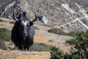 Domestic black Yak on the way to Everest base camp in Nepal. photo