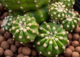 Echinopsis subdenudata cactus growing in a pot. This Echinopsis is almost spineless, night-blooming, white fragrant flowers. photo