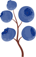 Dark blue blueberries on a brown branch with a simple structure. Isolated on transparent background. png
