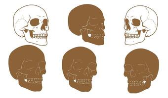 Ink-Styled Hand-Drawn Skull Illustration for Retro Tattoo Art Concepts vector
