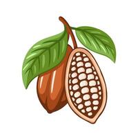 Cocoa beans icon isolated on white vector