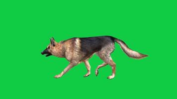 Deutsche Schäfer Hund gehen Seite Aussicht Schleife 3d Animation isoliert auf Grün Bildschirm Hintergrund video