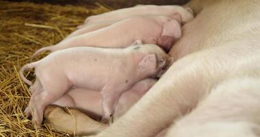 Nursing Piglets A Heartwarming Scene on the Farm That Brings Joy to All Who Encounter It video