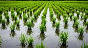 A field of green rice plants in a paddy field photo