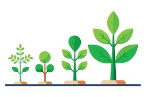 Growth Stages of Green Plant Flat Design with Isolated White Background vector