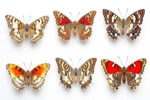 so many butterflies isolated on white background photo