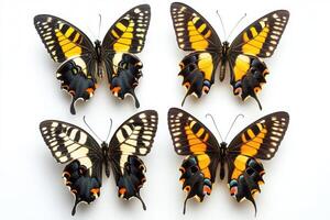 set of butterflies on white background photo