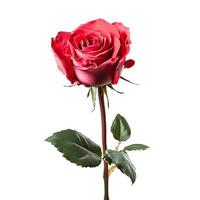 A single red rose is shown on a white background photo