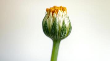 A single yellow and white flower bud on a stem photo