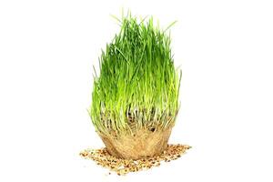 Sprouted grass and seeds photo