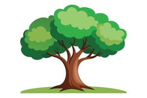 of tree with green foliage and brown trunk on white background vector
