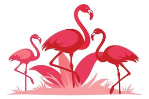 Three Pink Flamingoes Standing in Grass on White Background vector