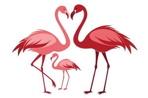 Elegant Flamingos Forming Heart Shape With Necks, Baby Flamingo, on White Background vector