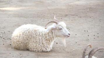 herd of goats having rest in the farm video