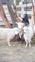 herd of goats running in the farm video